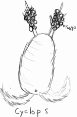 Cyclops
