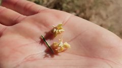 Atriplex canescens laciniata