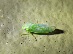 Gyponana cacumina