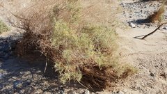 Atriplex canescens laciniata