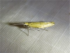 Ypsolopha unicipunctella