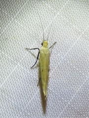 Ypsolopha unicipunctella