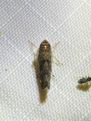 Scaphoideus productus