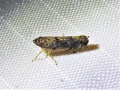 Scaphoideus productus