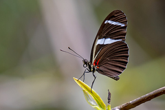 Heliconius antiochus