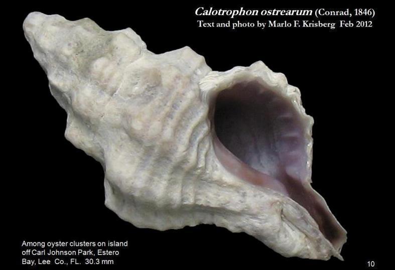 Calotrophon