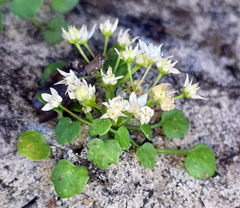 Crassula dentata