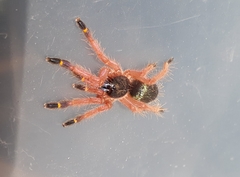 Ephebopus cyanognathus