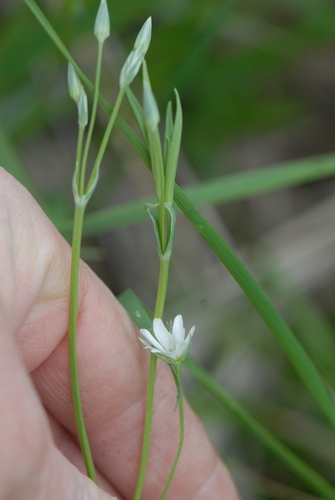 Image of Stellaria palustris by (c) Марина Садыкова, some rights reserved (CC BY)