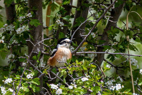 Alcaudón núbico (Lanius nubicus)