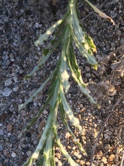 Pseudognaphalium leucocephalum