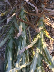 Pseudognaphalium leucocephalum