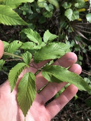 Rubus harperi (Rubus harperi)