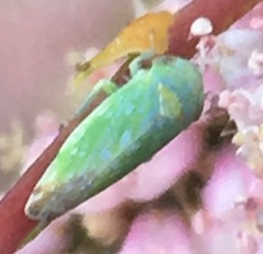 Cicadellidae