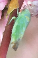 Cicadellidae
