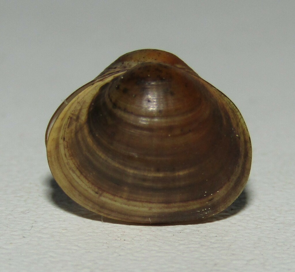 Horny Orb Mussel