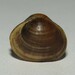 Sphaerium corneum - Photo (c) snaily_naily173, algunos derechos reservados (CC BY), subido por snaily_naily173