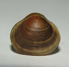 European Fingernail Clam - Photo (c) snaily_naily173, some rights reserved (CC BY), uploaded by snaily_naily173