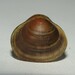 European Fingernail Clam - Photo (c) snaily_naily173, some rights reserved (CC BY), uploaded by snaily_naily173