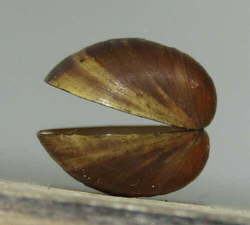 European Fingernail Clam