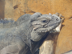 Cyclura