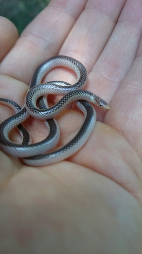Slender Quill-snouted Snake, Xenocalamus bicolor