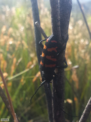Ceroplesis capensis