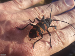 Ceroplesis capensis