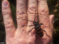 Ceroplesis capensis