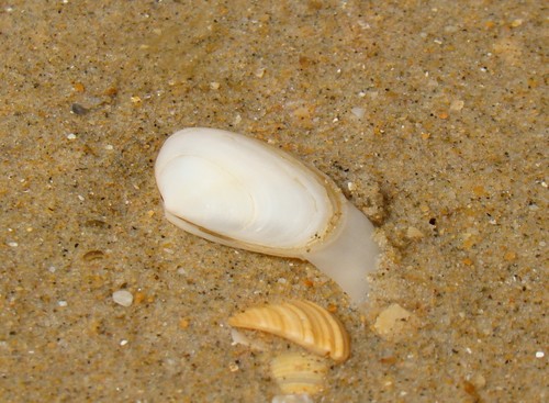 Donacilla cornea