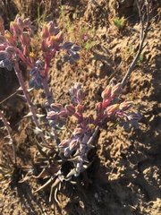 Dudleya lanceolata