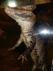 Alligator sinensis