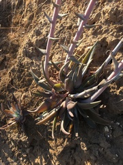 Dudleya lanceolata