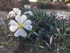Oenothera californica