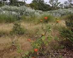 Tithonia rotundifolia image
