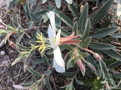 Oenothera californica