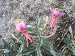 Oenothera californica
