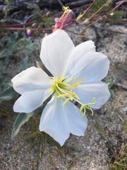 Oenothera californica