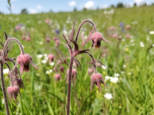 Geum triflorum