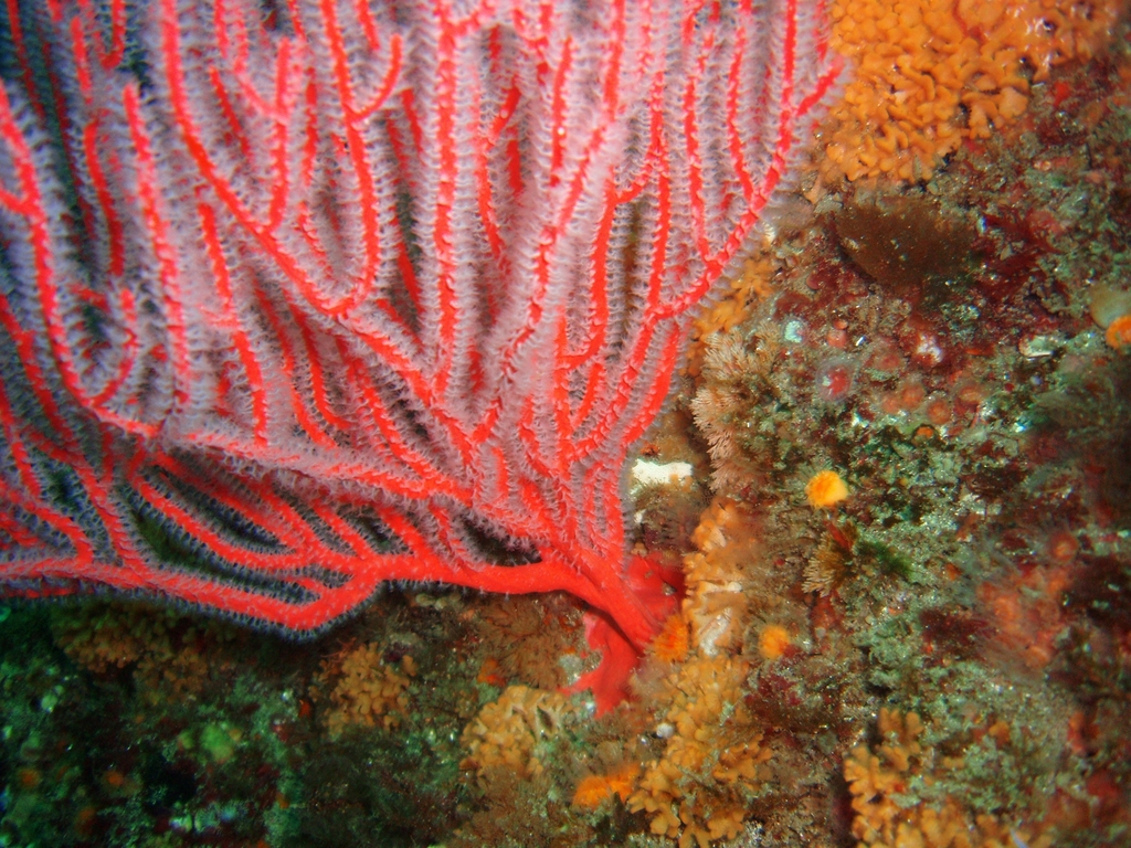 carmine sea spray
