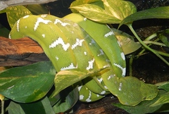 Corallus caninus