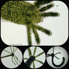 Hydra viridissima