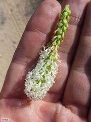 Microdon parviflorus