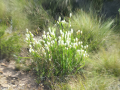 Microdon parviflorus