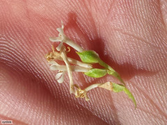 Microdon parviflorus