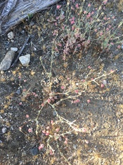 Eriogonum gracillimum