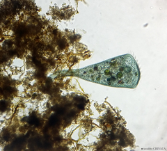 Stentor coeruleus