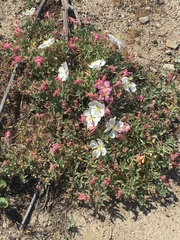 Oenothera californica