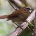 White-browed Spinetail - Photo (c) Oscar Johnson, some rights reserved (CC BY-NC-ND), uploaded by Oscar Johnson
