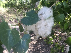 Populus fremontii